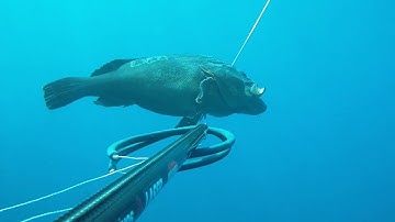 15 kgr Dusky Grouper - Cernie - Ροφός - Orfoz - Mero  -  20 September 2014