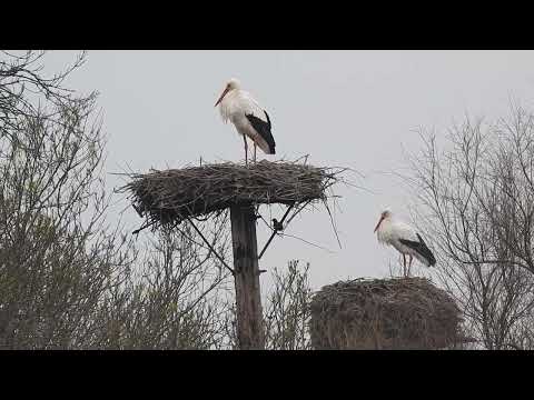 Les Cigognes blanches attendent leur compagnons.The white storks are waiting for their companion.