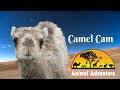 Camel Cam - Animal Adventure Park