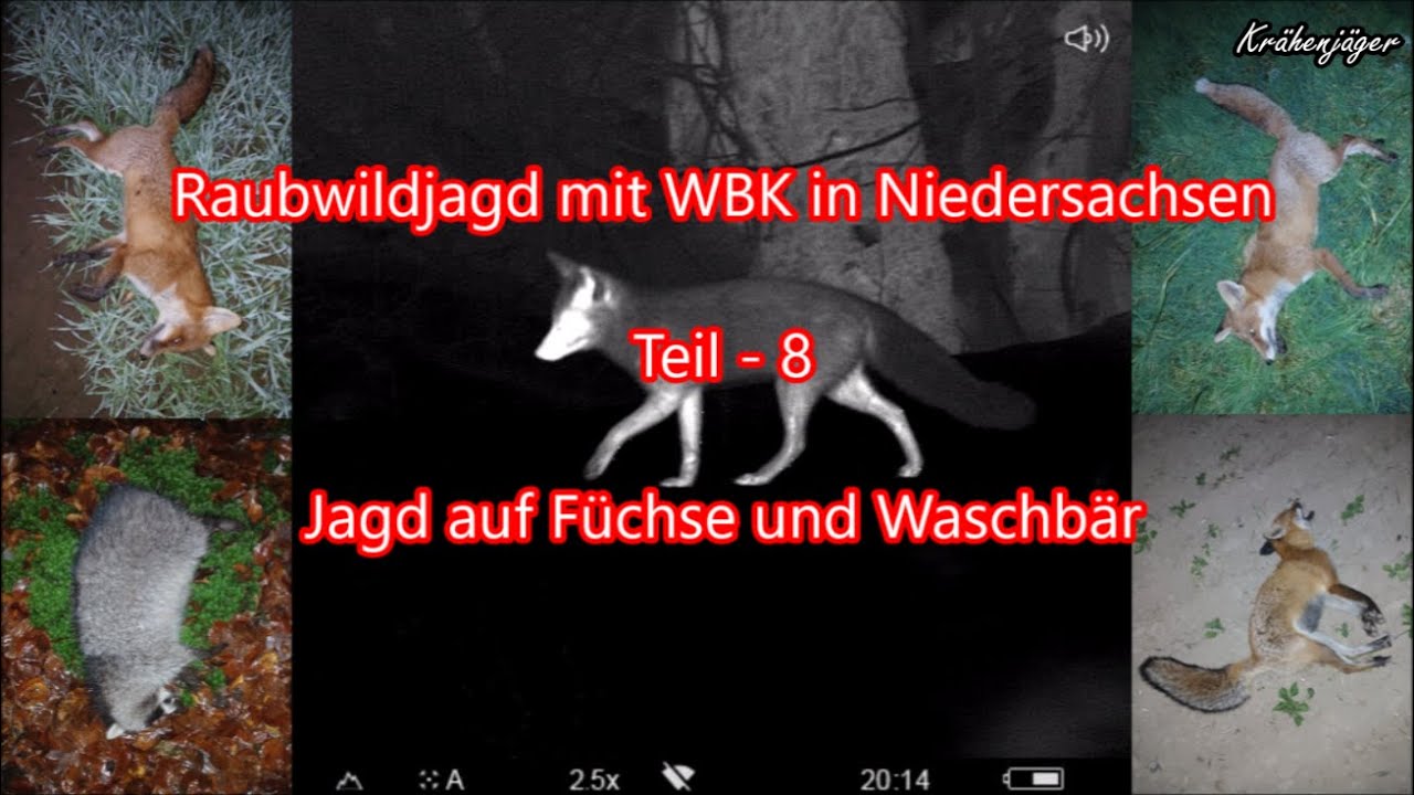 Raubwildjagd - Predator hunting - mit WBK in Niedersachsen Teil - 8