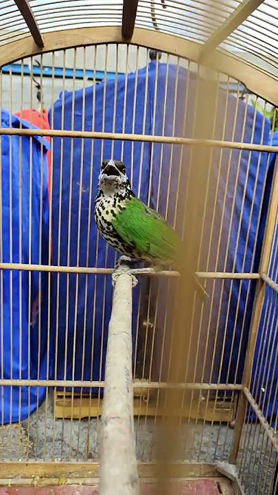burung cak kucing kios Ali pasar burung Pramuka