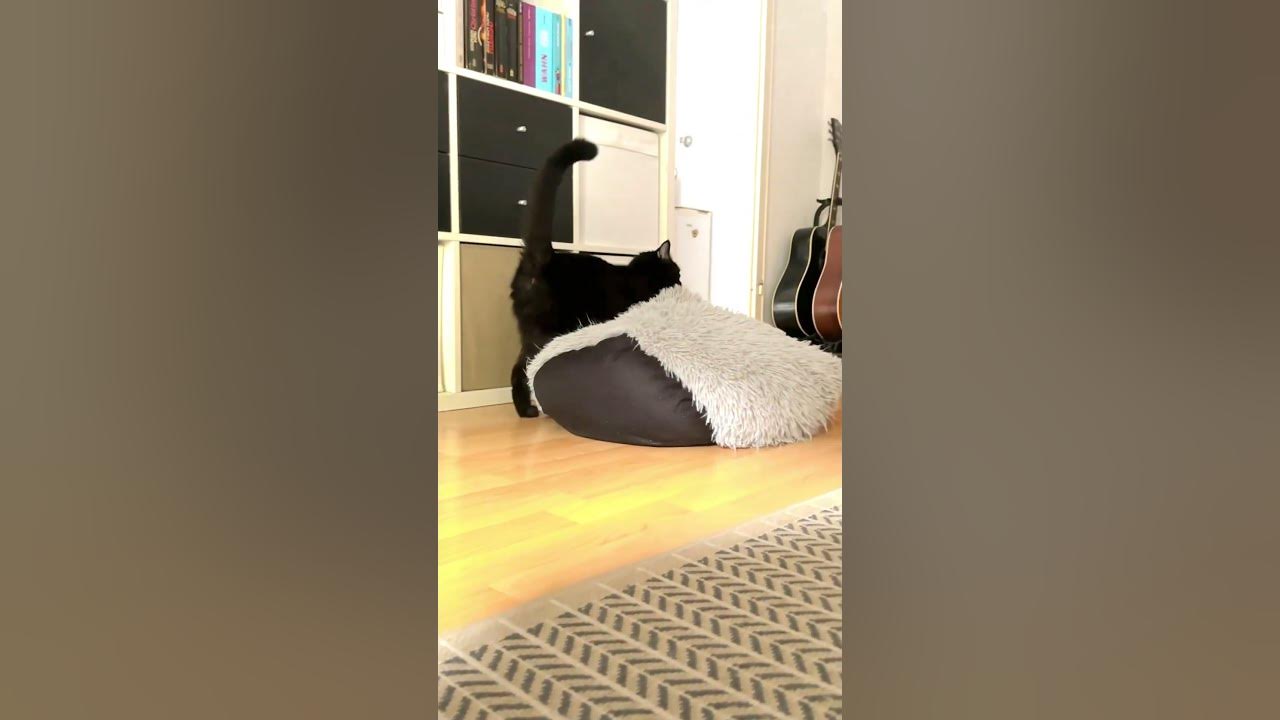 Cat Drags Bed To Better Corner ViralHog YouTube