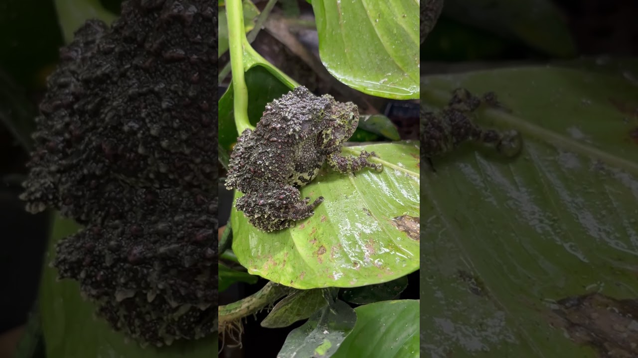 Vietnamese Mossy Frogs in Amplexus. Can you see a visual difference between the male and female?