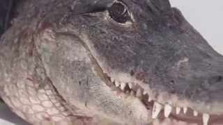 C. Tangana Alligators (Video Oficial con Letras)