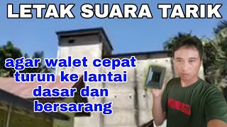 Download Lagu POSISI TWITTER TARIK YANG PAS AGAR BURUNG CEPAT TURUN KE LANTAI DASAR DAN BERSARANG MP3