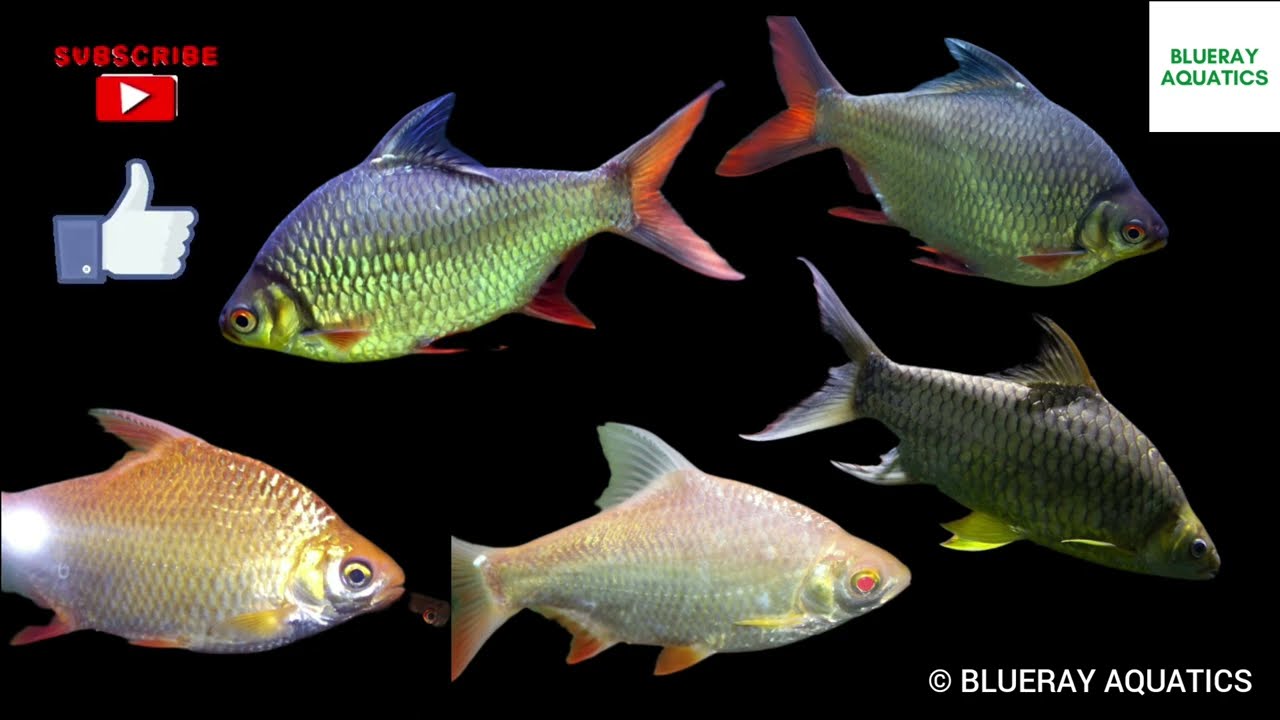 ടിൻ ഫോയിൽ ബാർബുകളെ കുറിച്ച് നിങ്ങളറിയേണ്ടതെല്ലാം! | ബ്ലൂറേ അക്വാട്ടിക്സ് | Tinfoil Barb Malayalam |