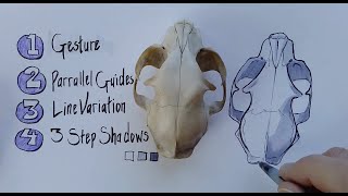 The Nature Journal Connection, Episode 24, Four Drawing Tricks