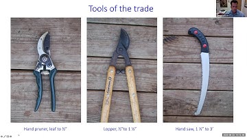 Tropical Fruit Tuesdays: Pruning Fruit Trees