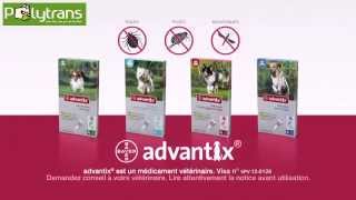 Advantix Spot On Traitement Contre Les Puces Et Tiques Chez Polytrans