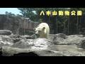【八木山動物公園】 小鳥が気になる子どものホッキョクグマ(260710)