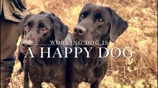 Scottish Labrador Retriever Gundogs Working Dogs Gundog Training, Driven shooting