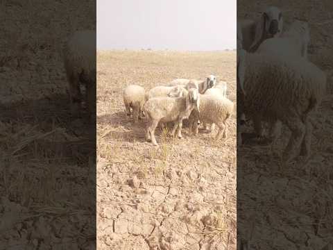 Mera Bhai Or Mera Kazn Naadi Ke Alaqe Par Fam Ko Charane Aaye Vlog Khalid 