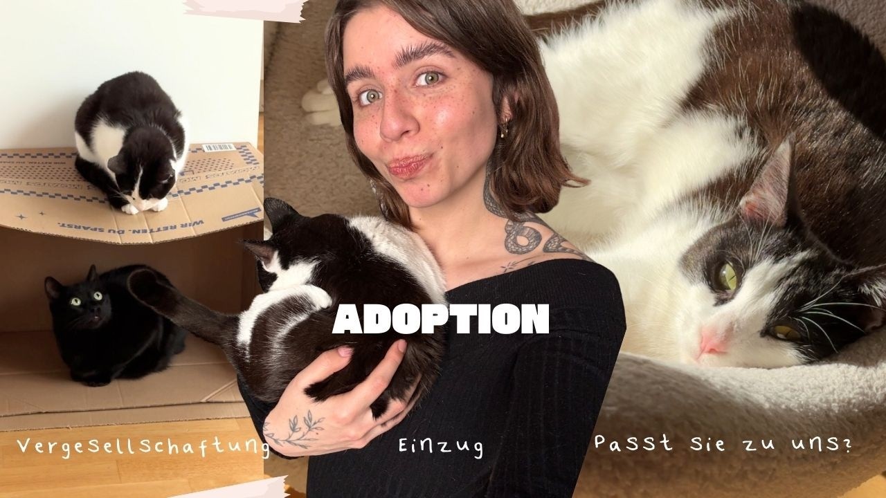 Unsere Tierschutzkatze zieht ein 🐾 Mach nicht die gleichen Fehler!