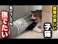 威嚇する子猫に手の温もりを知ってもらいたい