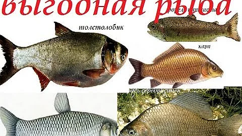 Самая выгодная рыба для разведения  Домашний бизнес