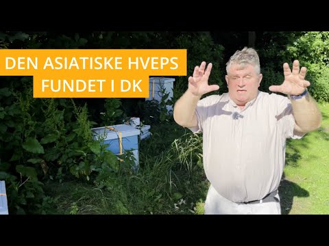 Biavl: Den Asiatiske
