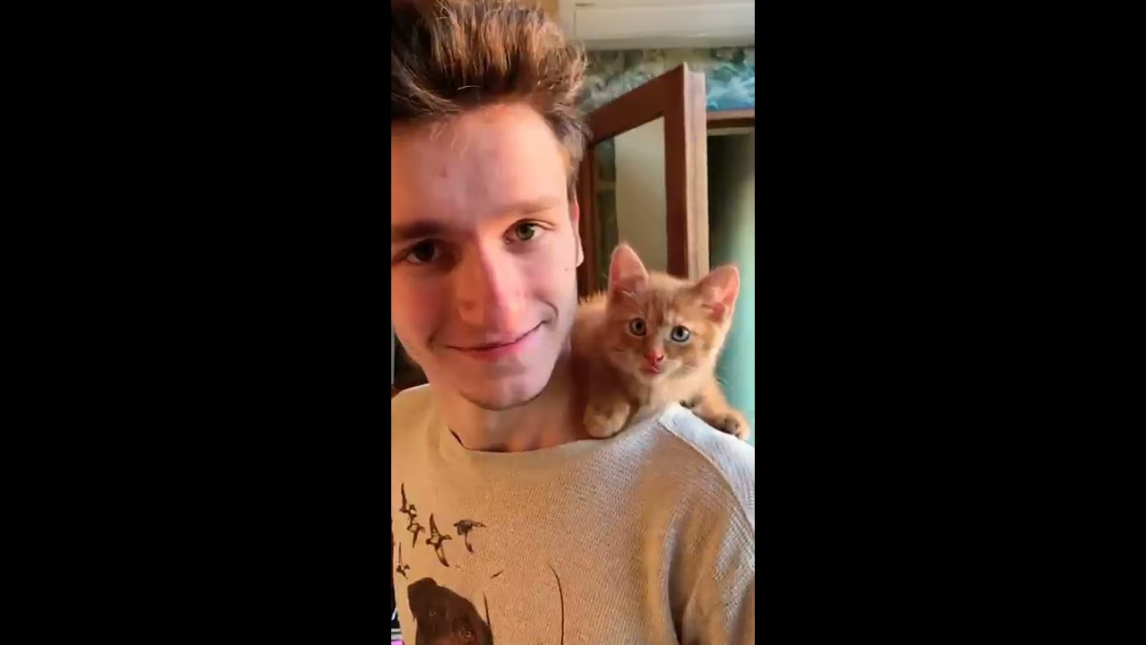 Симба рыжий котик