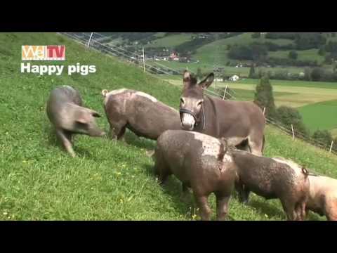 Happy Pigs - glückliche Schweine in intakter Natur - by Well TV International