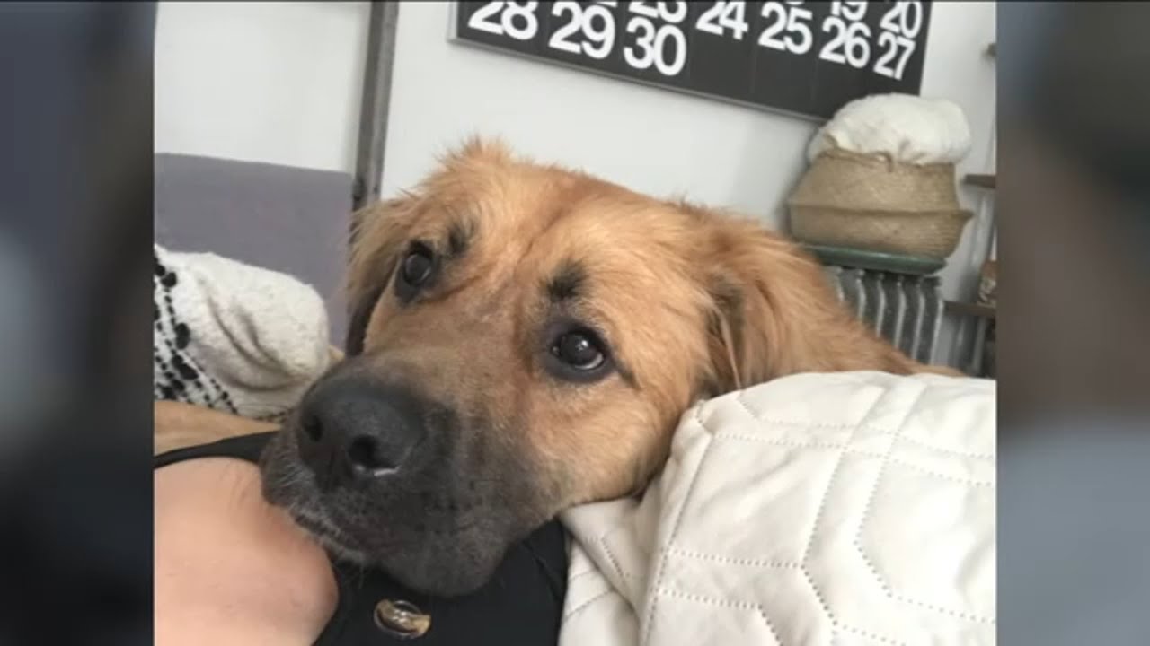 Woman 'shattered' after dog killed in random attack in Brooklyn park ...