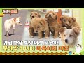 [TV 동물농장 레전드/SUB] 🥰귀염뽀짝 뽀시래기 오남매! 붕어빵 마니아 바둑이의 비밀 #TV동물농장 #AnimalFarm #SBSstory