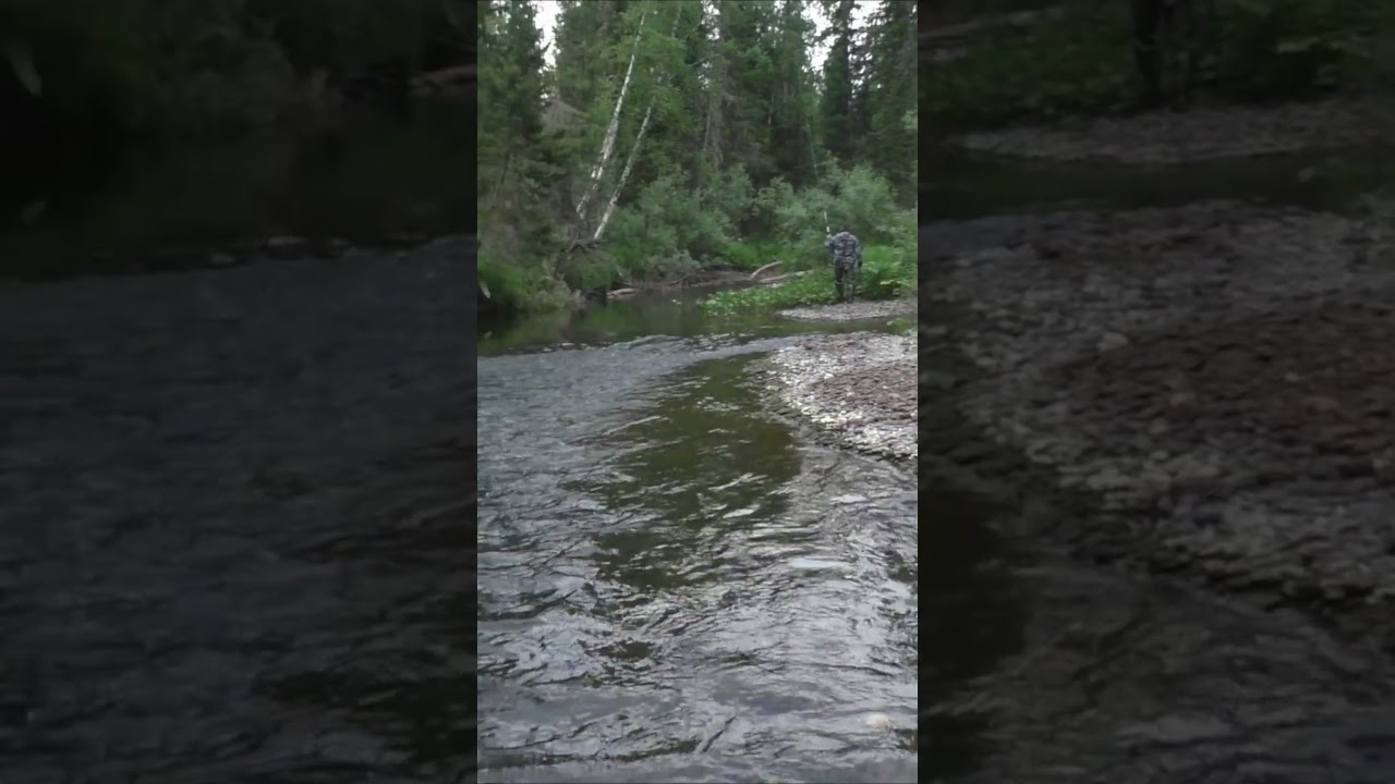 1108 Сказочные Пейзажи ТАЙГИ и Пение РЕКИ 