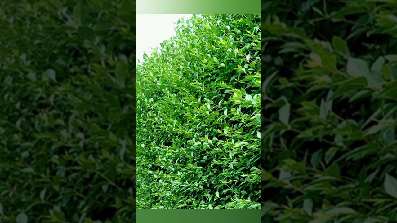 rose plant from seeds Climbing Rose Seeds – Seeds Connect