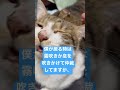 【猫の盛り】猫がネコに噛み付くので隔離した方が良い!?#shorts