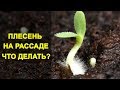 Плесень на Рассаде - Что Делать и Как Избавиться от Плесени. Плесневеет Земля в Рассаде.