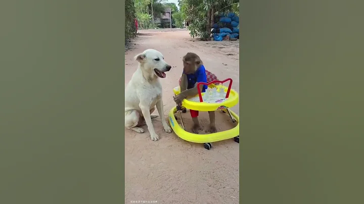 Monkey See, Monkey Do... Monkey Causes Chaos! 😂🐵This Monkey Has ZERO Chill! 🤣🔥