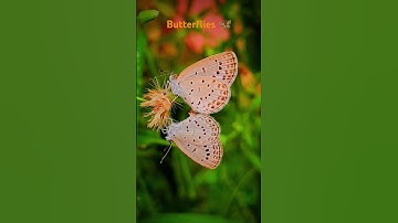 #phonk #beats #music #dnb #remix #insectdiversity #bee #insectecology #nature