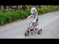 Barry the dog that rides a tricycle