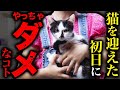 最初の1週間の育て方で「猫の性格」が決まります。猫を飼う時に良く聞かれる質問5選。