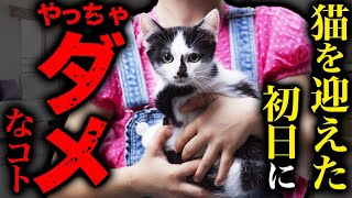 最初の1週間の育て方で「猫の性格」が決まります。猫を飼う時に良く聞かれる質問5選。