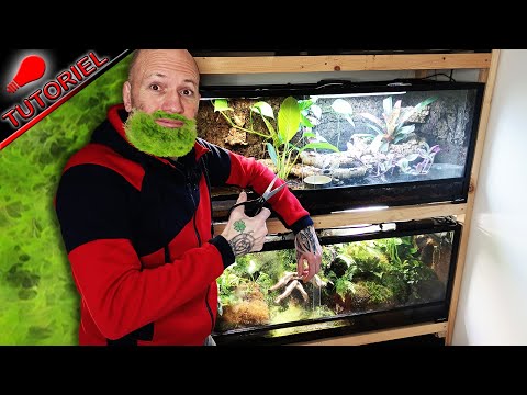 Vidéo: Planter l'aquarium avec de la mousse de Java