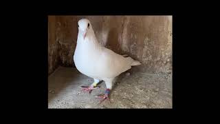 2021 SION BREEDING COCKS
