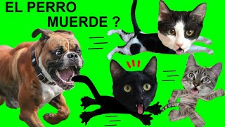 EL PERRO DEL VECINO MUERDE a los gatos Luna y Estrella? / Videos de animales graciosos