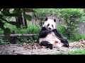 Chengdu Research Base of Giant Panda Breeding