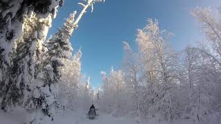 Солнечный зимний лес. Дорога в зимовье. Sunny winter forest. The road to the cabin