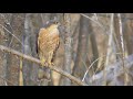 Ястреб-перепелятник.  Самец. ( Accipiter nisus )