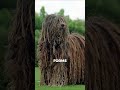 TOP THREE DOGS THAT LOOK MYTHICAL AND UNREAL