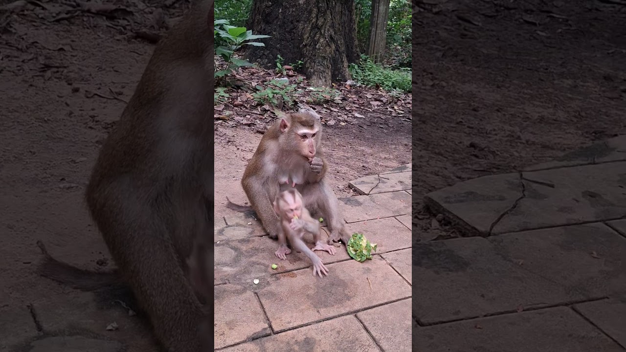 #AnimalsOfYouTube #HappyVibes #AdorableAnimals #LoveAnimals