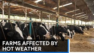 Farmers call for support over impact of high temperatures | RTÉ News