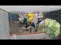 Online bird delivery//  love birds online // Jahangir -9606602322