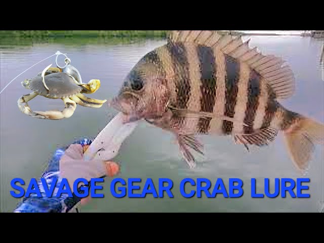 Savage Gear Crab Lure! Does lt Work? SURPRISING Result! 