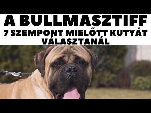 Mielőtt kutyát vennél - A BULLMASZTIFF - 7 fontos szempont!  DogCast TV