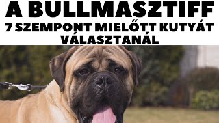 Mielőtt kutyát vennél  A BULLMASZTIFF  7 fontos szempont!  DogCast TV