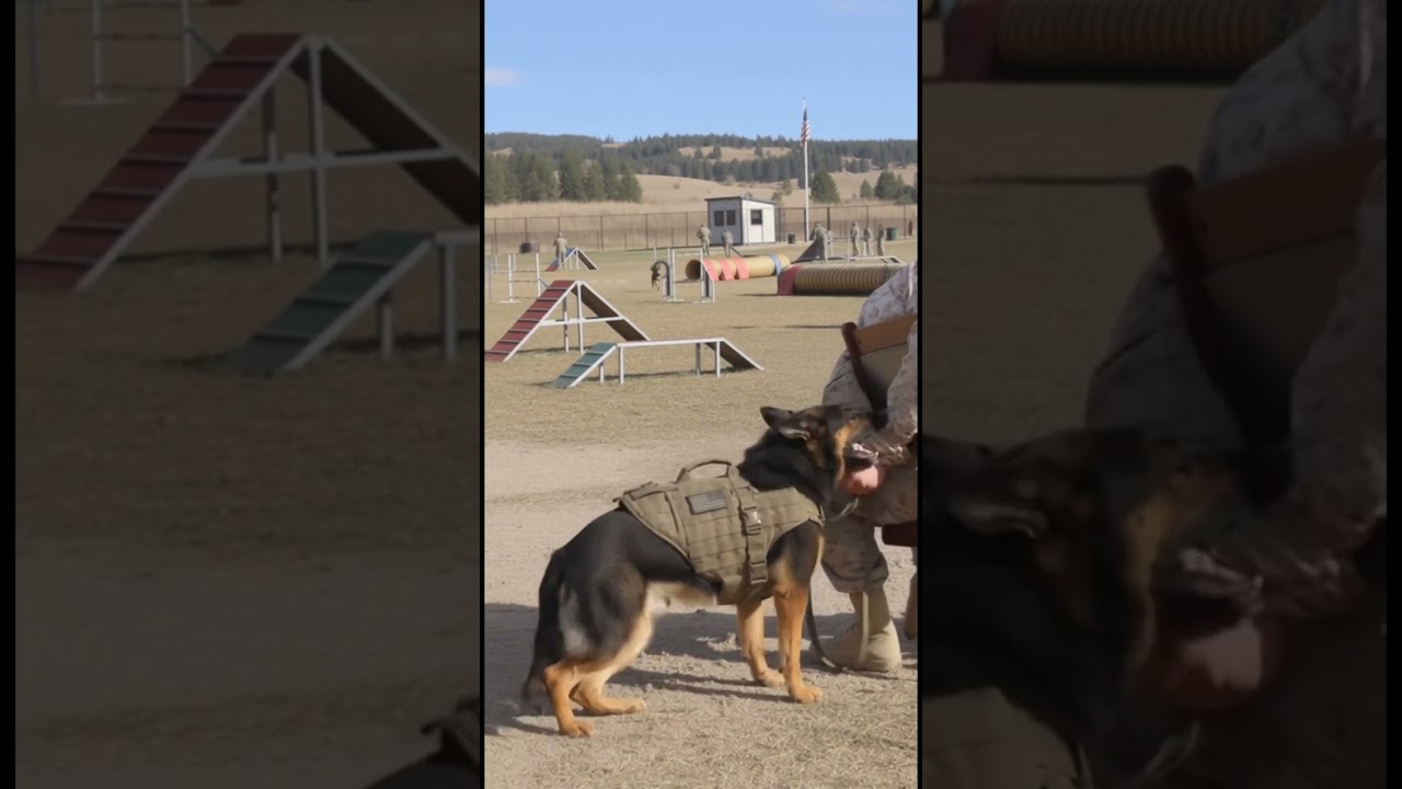 K9 Loyalty: Saving the Commander from Restraints! 🤯 