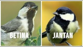 Tips cara membedakan jenis kelamin burung glatik jantan dan betina