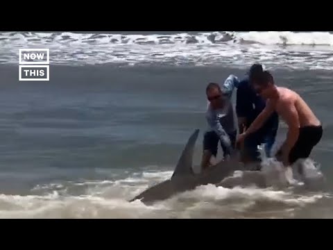 Hammer head shark? 귀상어(학명: Sphyran zygaena)