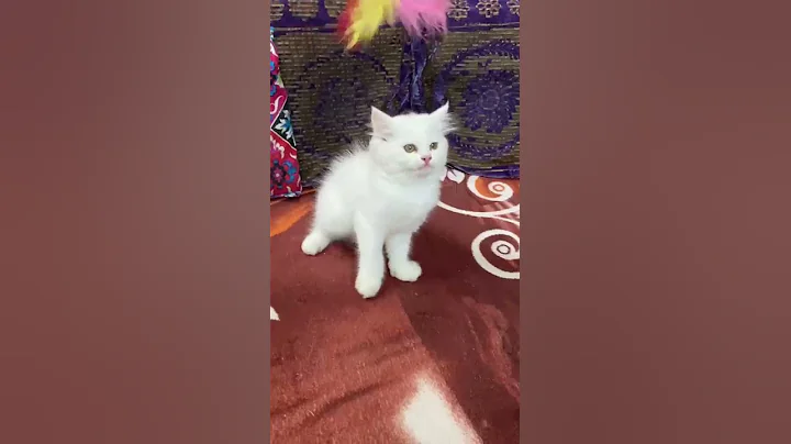 Video 3323871: cutecats furry persian cats, furry persian cats kitten, persian cat male kitten, persian cat kitten white